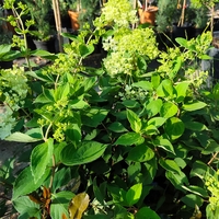 Hydrangea paniculata ‘Candlelight’