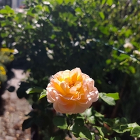 Rosa spp. – щамбова роза (Роза на присадка)