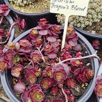 Sedum spurium Dragon's blood