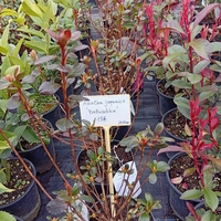 Azalea japonica Babuschka