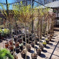 Salix integra Hakuro Nishiki