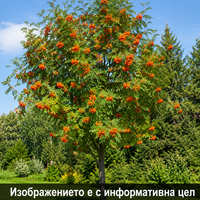 Sorbus aucuparia (Офика)