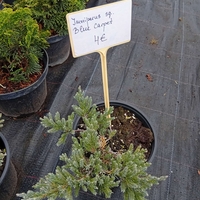 Juniperus squamata Blue Carpet