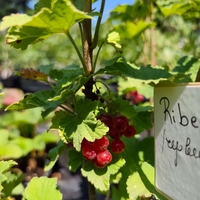 Ribes rubrum (Червен касис)