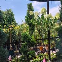 Топиар cupressocyparis gold crest