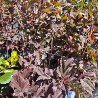 Physocarpus opulifolius 'Diabolo'