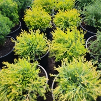 Thuja occidentalis 'Rheingold'