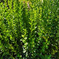 Ligustrum ovalifolium