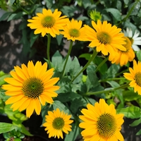 Echinacea purpurea (Ехинацея)