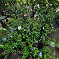 Hibiscus syriacus (Градински хибискус)
