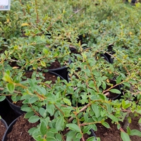 Cotoneaster dammeri