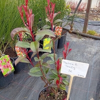Photinia fraseri Camilvy