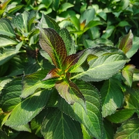 Hydrangea macrophylla 'Dark Angel'