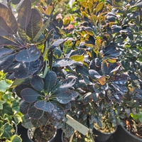 Cotinus coggygria ‘Royal Purple’