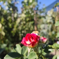 Rosa spp. – щамбова роза (Роза на присадка)
