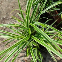 Carex morrowii (Японска острица)