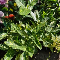 Aucuba japonica (Японска аукуба)
