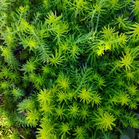 Sedum rupestre 'Angelina'