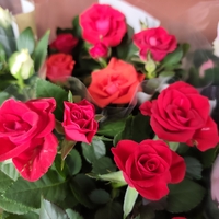 Rosa Mini (Мини стайна роза)