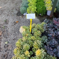 Sedum 'The Edge'