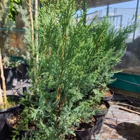 Cupressocyparis leylandii 'Blue Jeans'