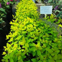 Spiraea japonica 'Golden Princess'
