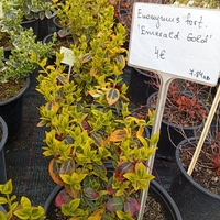 Euonymus fortunei Emerald Gold