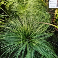 Carex comans ‘Amazon Mist’