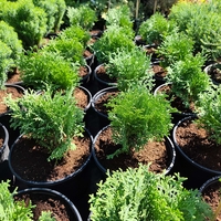 Thuja occidentalis ‘Tiny Tim’ (Туя Тайни Тим)