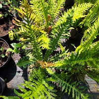 Dryopteris filix-mas (Мъжка папрат)