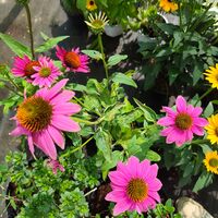 Echinacea purpurea (Ехинацея)