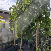Morus alba 'Pendula' (Плачеща черница)