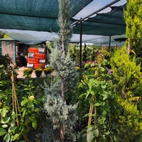 Топиар спирала Cupressus arizonica