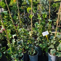 Hedera helix ‘Yellow Ripple’