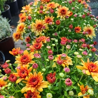Chrysanthemum × morifolium (Градинска хризантема)