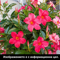 Dipladenia (Дипладения)