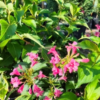 Weigela florida ‘Red Prince’