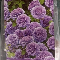 Увивна роза на гол корен