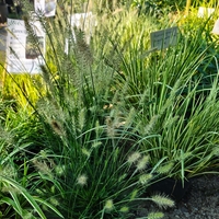 Pennisetum alopecuroides ‘Little Bunny’