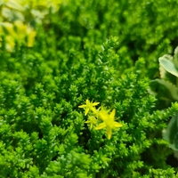 Sedum acre 'Aureum' (Златист седум)