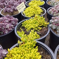 Sedum acre Yellow Queen