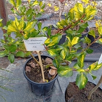 Ilex altaclerensis Lawsoniana