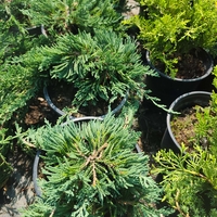 Juniperus horizontalis 'Wiltonii'