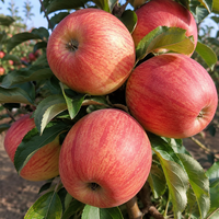 Malus domestica 'Gala' (Ябълка 'Гала')