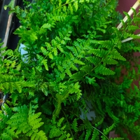Dryopteris filix-mas (Мъжка папрат)