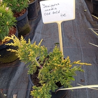 Juniperus media Old Gold