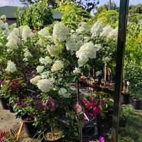 Hydrangea paniculata 'Vanille Fraise'