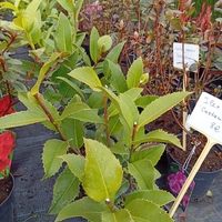 Ilex aquifolium Castaneifolia
