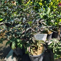 Sambucus nigra 'Black Tower' (Черен бъз 'Black Tower')