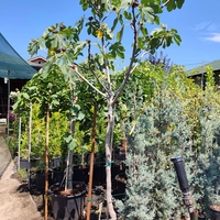 Ficus carica (Смокиня)